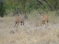 501_Zweite Pirschfahrt im Kruger-Nationalpark