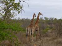 503_Zweite Pirschfahrt im Kruger-Nationalpark