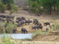 504_Zweite Pirschfahrt im Kruger-Nationalpark