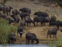 505_Zweite Pirschfahrt im Kruger-Nationalpark