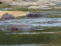 506_Zweite Pirschfahrt im Kruger-Nationalpark