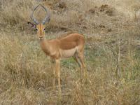 510_Zweite Pirschfahrt im Kruger-Nationalpark