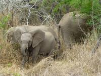 514_Zweite Pirschfahrt im Kruger-Nationalpark