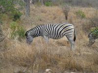 518_Zweite Pirschfahrt im Kruger-Nationalpark