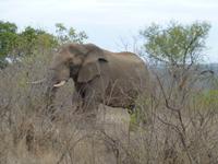 521_Zweite Pirschfahrt im Kruger-Nationalpark