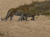 522_Zweite Pirschfahrt im Kruger-Nationalpark