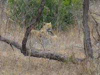 524_Zweite Pirschfahrt im Kruger-Nationalpark