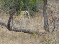 525_Zweite Pirschfahrt im Kruger-Nationalpark