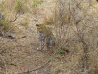 526_Zweite Pirschfahrt im Kruger-Nationalpark