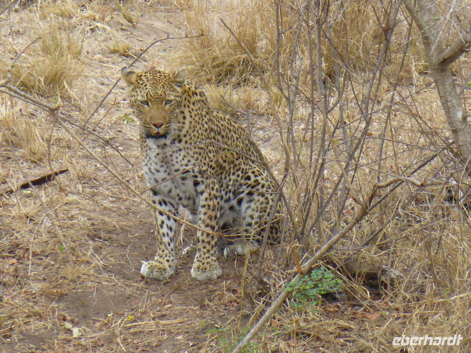 527_Zweite Pirschfahrt im Kruger-Nationalpark