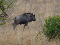 528_Zweite Pirschfahrt im Kruger-Nationalpark