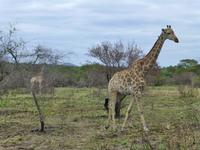 529_Zweite Pirschfahrt im Kruger-Nationalpark