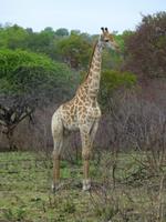 530_Zweite Pirschfahrt im Kruger-Nationalpark