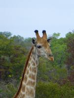 531_Zweite Pirschfahrt im Kruger-Nationalpark