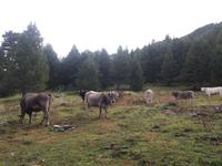 16 Vall de incles