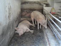 Schweine im Gasthof Wallner