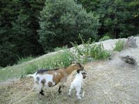 Zicklein, Tscheppaschlucht