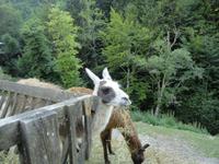 Lamas, Tscheppaschlucht