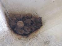 Brixen - Dom - Fledermäuse