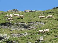 Wanderung auf dem Zettersfeld
