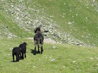 Wanderung auf dem Zettersfeld