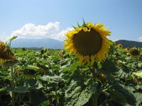 Wanderung - Drei Brücken im Jaunta
