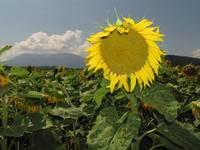 Wanderung - Drei Brücken im Jauntal