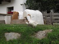 Radtour von Bruneck nach Lienz