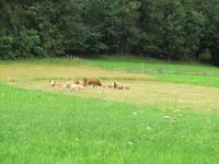 Radtour von Lienz nach Spittal