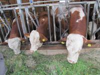 Radtour von Villach nach Kirchentheuer