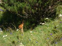 ein Stückchen Heimat // Canillo