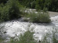 Die Drau