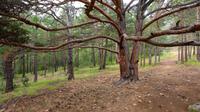Vier in einem - typischer Wald am Baikal