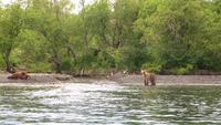 Bären am Kurilensee