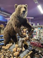 1- Tag - bärige Begrüßung in Kuusamo