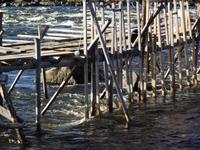 kUKKOLSTROMSCHNELLEN (9)