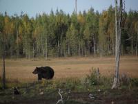 WILDTIERSAFARI kARELIEN (7)