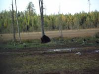 WILDTIERSAFARI kARELIEN (10)