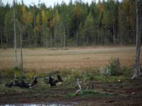 WILDTIERSAFARI kARELIEN (20)