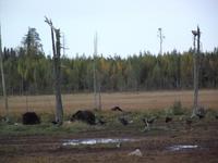 WILDTIERSAFARI kARELIEN (22)