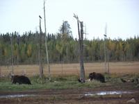 WILDTIERSAFARI kARELIEN (23)
