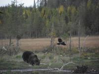 WILDTIERSAFARI kARELIEN (25)