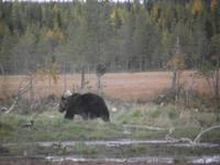 WILDTIERSAFARI kARELIEN (26)