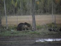 WILDTIERSAFARI kARELIEN (30)