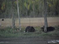 WILDTIERSAFARI kARELIEN (33)