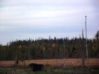 WILDTIERSAFARI kARELIEN (36)