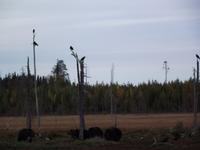 WILDTIERSAFARI kARELIEN (40)