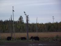 WILDTIERSAFARI kARELIEN (41)