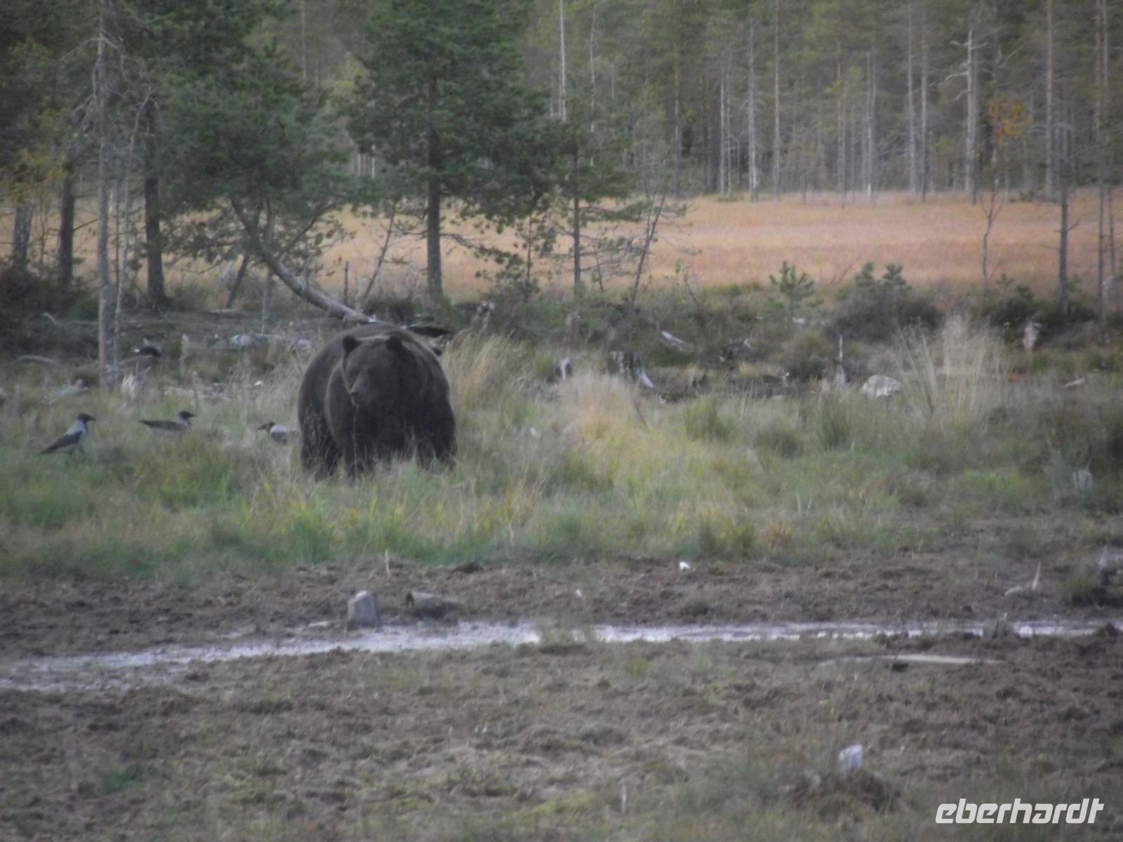 WILDTIERSAFARI kARELIEN (44)