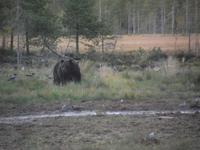 WILDTIERSAFARI kARELIEN (44)